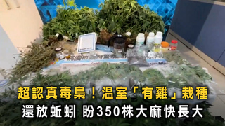 警方破獲桃園1.6億大麻工廠　用雞蛋堆肥栽種