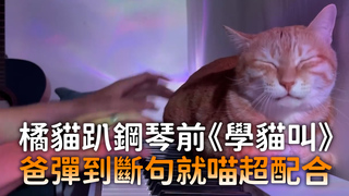 橘貓趴鋼琴前《學貓叫》　爸彈到斷句就喵超配合