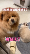 【吃瓜吃不成XD】貓咪躺狗窩媽媽慫恿爭執　大狗狗不吵不鬧選擇讓步