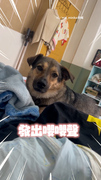 【超萌吵架高手】汪吃飽想去散步狂對媽嚶嚶叫