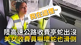 陸高速公路收費亭蛇出沒　美女收費員嚇壞蛇也滑倒