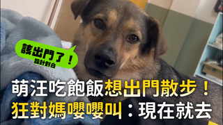萌汪吃飽飯想出門散步！　狂對媽嚶嚶叫：現在就去