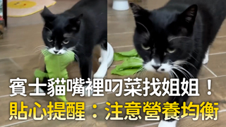 賓士貓嘴裡叼菜找姐姐！　貼心提醒：注意營養均衡