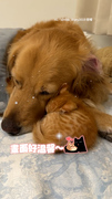 【溫馨畫面❤️‍】小貓和阿金哥哥窩一起睡覺