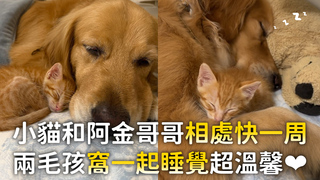 小貓和阿金哥哥相處快一周　兩毛孩窩一起睡覺超溫馨❤️