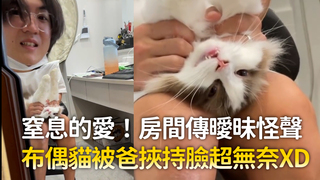 窒息的愛！房間傳曖昧怪聲　布偶貓被爸挾持臉超無奈XD