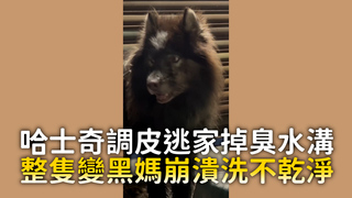 哈士奇調皮逃家掉臭水溝　整隻變黑媽崩潰洗不乾淨