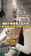 【嘻嘻→ 不嘻嘻】狗勾高鐵越獄！車長前來"逮捕"