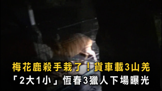 恆春深夜查獲非法獵捕！　3獵人貨車載3山羌「2大1小」