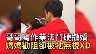 哥哥寫作業法鬥硬撒嬌　媽媽勸阻卻被牠無視XD