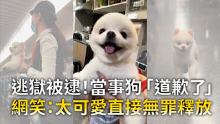 逃獄被逮！當事狗「道歉了」　網笑：太可愛直接無罪釋放