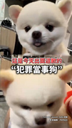 【博美逃脫記】高鐵上被逮！當事狗出面道歉了