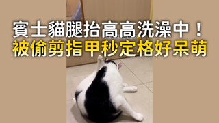 賓士貓腿抬高高洗澡中！　被偷剪指甲秒定格好呆萌