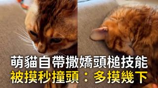 萌貓自帶撒嬌頭槌技能　被摸秒撞頭：多摸幾下