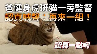 爸健身虎斑貓一旁監督　認真喊聲：再來一組！