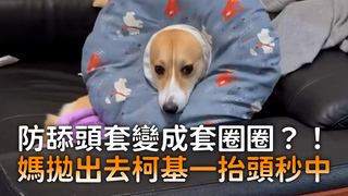 防舔頭套變成套圈圈？！　媽拋出去柯基一抬頭秒中