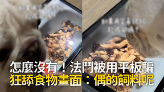 怎麼沒有！法鬥被用平板騙　狂舔食物畫面：偶的飼料呢