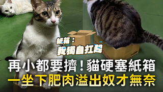 再小都要擠！貓硬塞紙箱　一坐下肥肉溢出奴才無奈