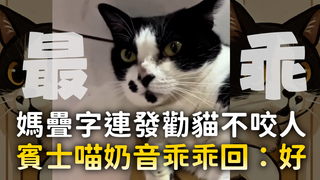 媽疊字連發勸貓不咬人　賓士喵奶音乖乖回：好
