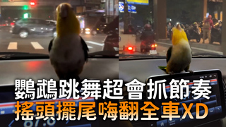 鸚鵡跳舞超會抓節奏　搖頭擺尾嗨翻全車XD