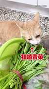 【超大型菜蟲】橘貓狂嗑空心菜超陶醉～