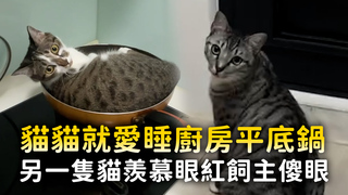 貓貓就愛睡廚房平底鍋　另一隻貓羨慕眼紅飼主傻眼