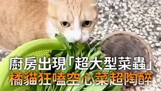 廚房出現「超大型菜蟲」　橘貓狂嗑空心菜超陶醉