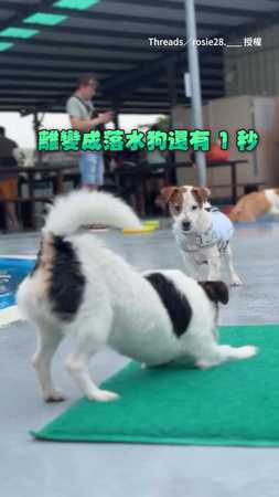 【小狗砲彈】傑克羅素第一次去游泳 竟意外被夥伴擊落XD