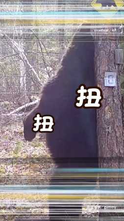 【野熊在跳舞？】仔細一看其實牠在抓癢啦！
