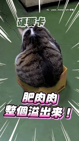 【再小都要擠！】沒有貓咪可以抵抗的紙箱的誘惑XD