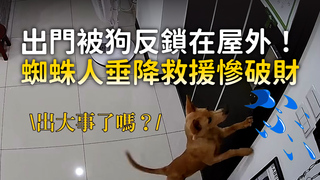 出門被狗反鎖在屋外！　蜘蛛人垂降救援慘破財