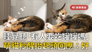 睡覺聽「有人要吃罐罐嗎」　萌貓秒醒抬起頭回應：好