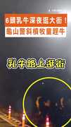 【警察變牧童！】6頭乳牛深夜逛街！員警邊跑邊趕超爆笑