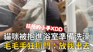 貓咪被抱進浴室準備洗澡　毛毛手狂抓門：放我出去