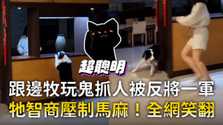 跟邊牧玩鬼抓人被反將一軍　牠智商壓制馬麻！全網笑翻