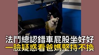 法鬥總認錯車屁股坐好好　一臉疑惑看爸媽堅持不換