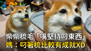 柴柴梳毛「嘴堅持叼東西」 媽：叼著梳比較有成就XD