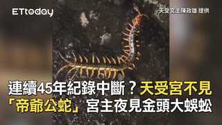 連續45年紀錄中斷？天受宮不見「帝爺公蛇」　宮主夜見金頭大蜈蚣