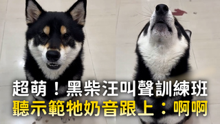 超萌！黑柴汪叫聲訓練班　聽示範牠奶音跟上：啊啊