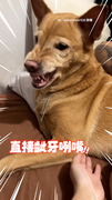 【表情說明一切XD】黃狗聽「媽咪抱抱」秒生氣齜牙！