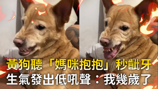 黃狗聽「媽咪抱抱」秒齜牙　生氣發出低吼聲：我幾歲了