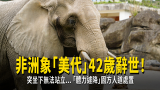 非洲象「美代」42歲辭世！　突坐下無法站立...「體力遽降」園方人道處置