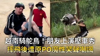 越南騎鴕鳥！朋友上演壓車秀　摔飛後遭原PO魔性笑聲嘲諷