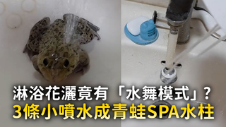 淋浴花灑竟有「水舞模式」?　3條小噴泉成青蛙SPA水柱