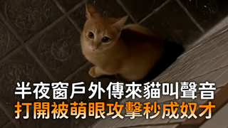 半夜窗戶外傳來貓叫聲音 打開被萌眼攻擊秒成奴才