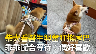 柴犬看醫生興奮狂搖尾巴　乖乖配合等待：偶好喜歡