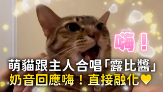 萌貓跟主人合唱「露比醬」　奶音回應嗨！直接融化♥