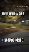 【傻眼貓咪】歐告被貓嚇到尖叫逃跑XD