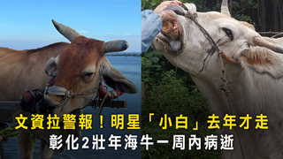 文資拉警報！明星「小白」去年才走　彰化2壯年海牛一周內病逝