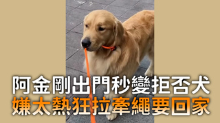 阿金剛出門秒變拒否犬　嫌太熱狂拉牽繩要回家
